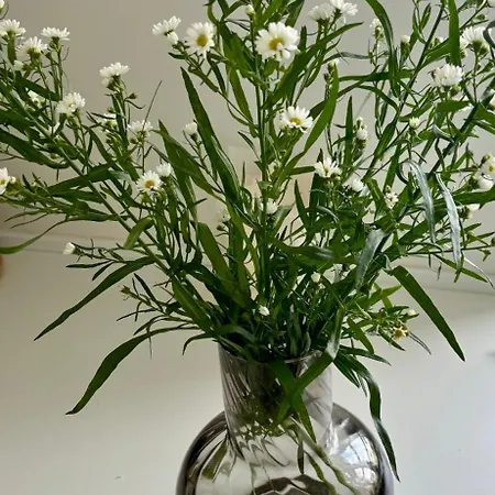 Homestay szállás Seavibe *